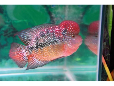 Online Data Entry Job